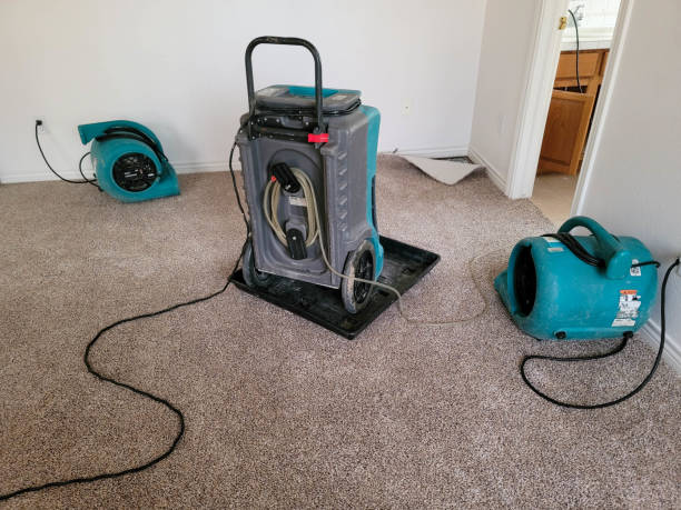 Best Mold removal after water damage  in Egypt Lake Leto, FL